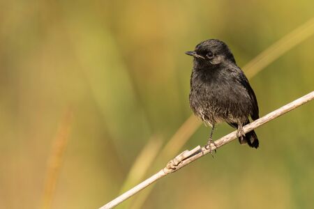 Male Pied Bushchat perching on grass stalk looking into a distance