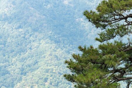 Part of pine tree in foreground with green forest on a mountain in backgroundの写真素材