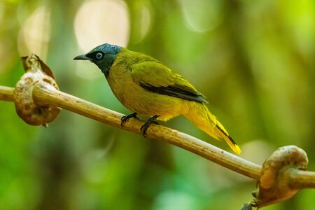 Black-headed Bulbul perching on liana with blur trees backgroundの写真素材