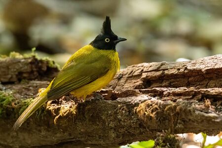 Black-crested Bulbul perching on rotten tree trunkの写真素材