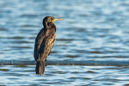 Indian Cormorant perching on water pipe above fish farm pondの写真素材
