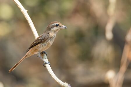 Brown Shrike perching on liana looking into a distanceの写真素材