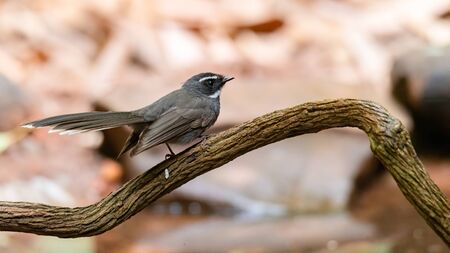 White-throated Fantail perching on a perch looking into a distanceの写真素材