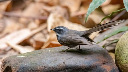 White-throated Fantail perching on a rock looking into a distance