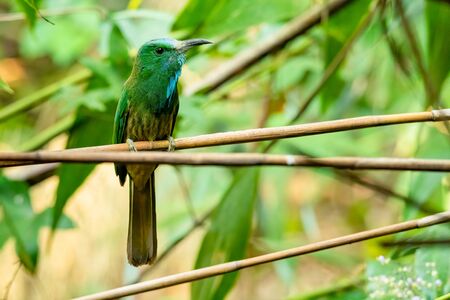 Blue-bearded Bee-eater perching on tree branch looking into a distanceの写真素材