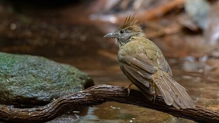 Ochraceous Bulbul  perching on a perch near a waterholeの写真素材