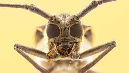 Close-up front view of Batocera rufomaculata Longhorn beetleの写真素材