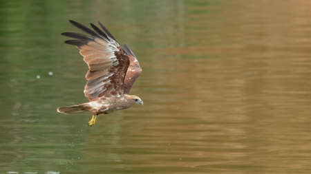Young Brahminy Kite swooping down above water surface