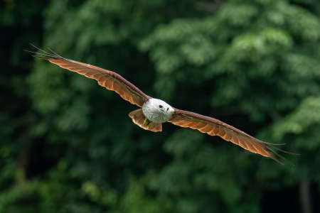Brahminy Kite gliding with wings fully spread with blur green trees in background