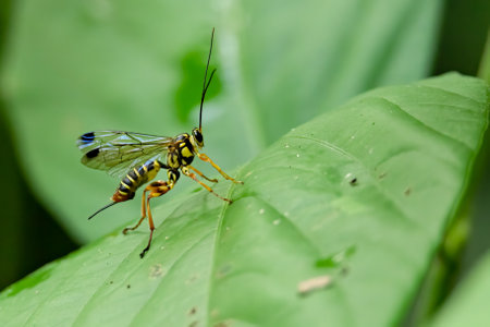 A parasitoid wasp isolated perching on a green leafの写真素材