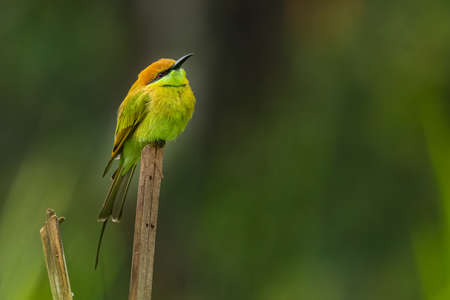 Green Bee-Eater perching on bamboo stick looking into a distanceの写真素材