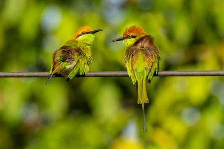 Two Green Bee-Eaters perching on electrical wire