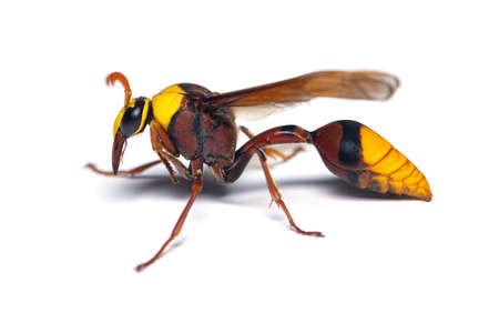 Macro photography of Potter wasp side view isolated on white backgroundの写真素材