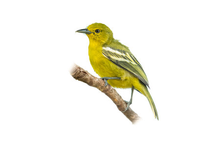 Common Iora perching on a tree branch isolated on white backgroundの写真素材