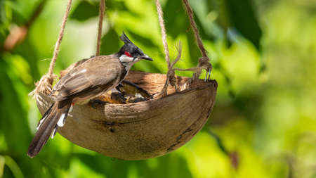 Red-whiskered Bulbul perching on coconut shell fruit basketの写真素材