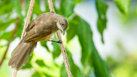 Streak-eared Bulbul perching on ropesの写真素材