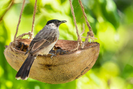 Sooty-headed Bulbul  eating banana meat from  coconut shell fruit basket