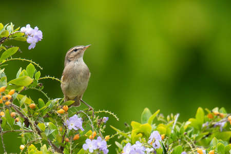 Booted Warbler perching on a tree looking into a distanceの写真素材