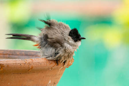 Sooty-headed Bulbul puffing up its plumage shaking off waterの写真素材