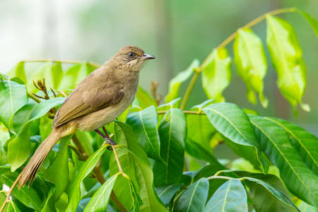 Streak-eared Bulbul perching on Longan tree looking into a distanceの写真素材