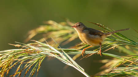 Brown Prinia perching on grass stem looking into a distanceの写真素材