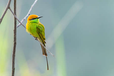Green Bee-eaters perching on a perch looking into a distance