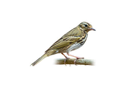 Olive-Backed Pipit perching on a perch isolated on white backgroundの写真素材