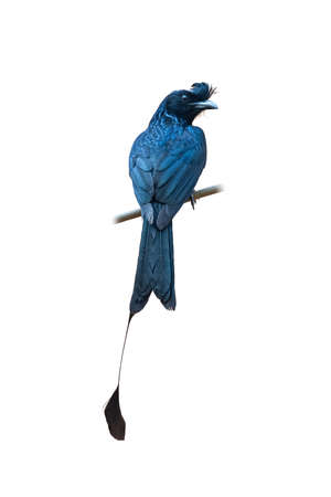 Greater Racquet-tailed Drongo perching on a perch isolated on white backgroundの写真素材