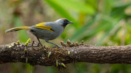 Silver-eared Laughingthrush perching on a perch looking into a distanceの写真素材