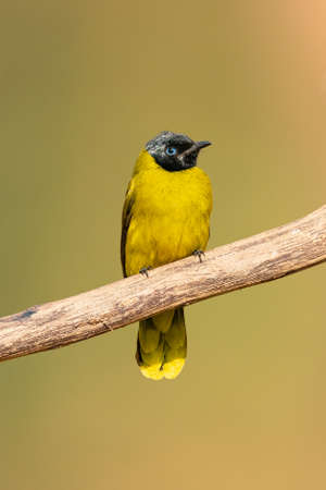 Black-headed Bulbul perching on a perch on soft blur backgroundの写真素材