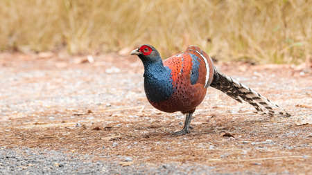 Bar-tailed pheasant standing on the roadsideの写真素材