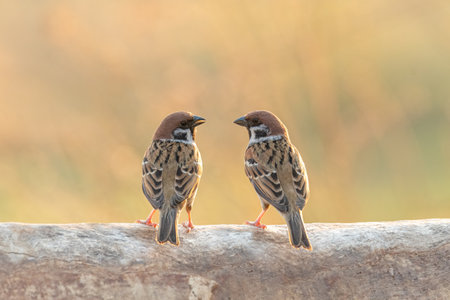 Two male Eurasian Tree Sparrow perching on a tree trunk staring at each other