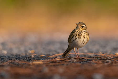 Indochinese Bushlark  perching on the ground looking into a distanceの写真素材