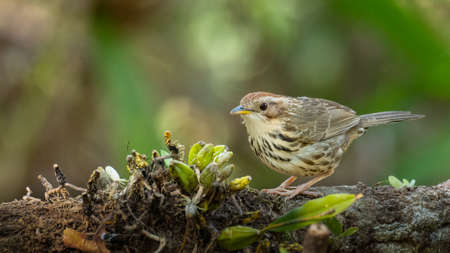 Puff-Throated Babbler perching on a tree trunk looking into a distanceの写真素材