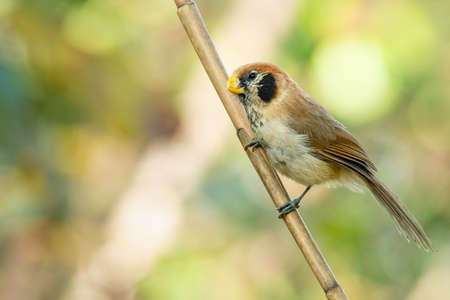 Spot-breasted Parrotbill perching on a perch looking into a distanceの写真素材