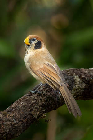 Spot-breasted Parrotbill perching on a perch looking into a distanceの写真素材