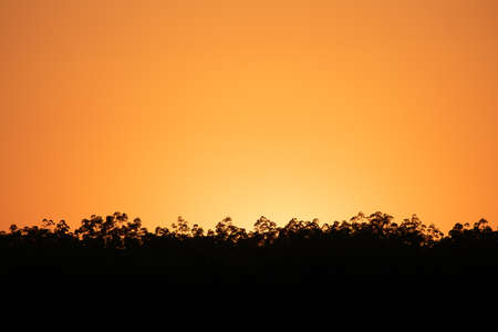 Cloudless sunset sky  behind the line of trees showing the silhouette effectの写真素材