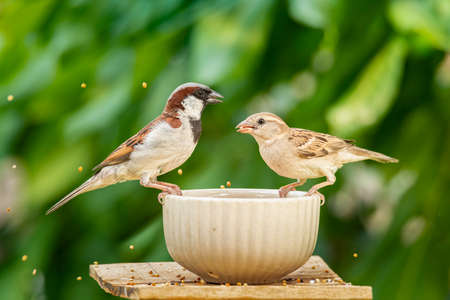 Male Eurasian Tree Sparrow perching on a tree stump looking into a distance