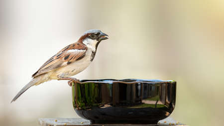 Male House Sparrow perching on a feeding bowl isolated on leafy green background