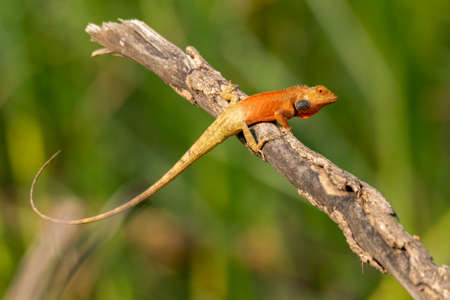 Colorful Oriental Garden Lizard perching on a dried perch