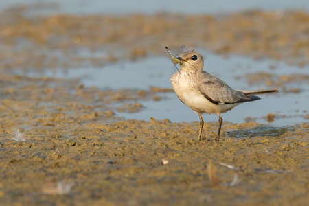 Juvenile Small Pratincole standing on muddy waterhole with a dragonfly in its beakの写真素材