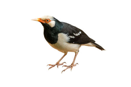 Closed up picture of Asian Pied Myna standing isolated on white backgroundの写真素材