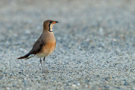Oriental Pratincole standing on gravel ground looking into a distanceの写真素材