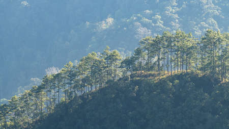 Trees on the hilltop and sunlight seen from Doi Ang Kang, Chiang Mai, Thailand