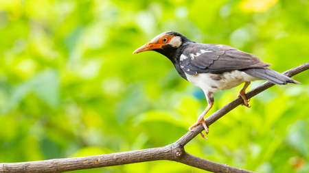 Asian Pied Myna perching on a perch looking into a distanceの写真素材