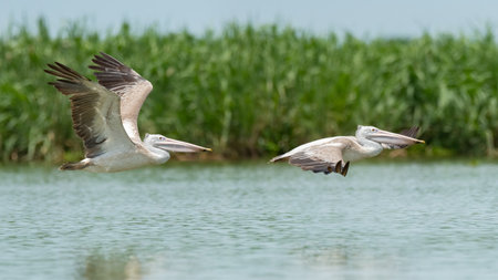 Two Spot-billed Pelicans in flight above the water surfaceの写真素材