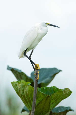 Little Egret perching on a bamboo stem looking into a distanceの写真素材