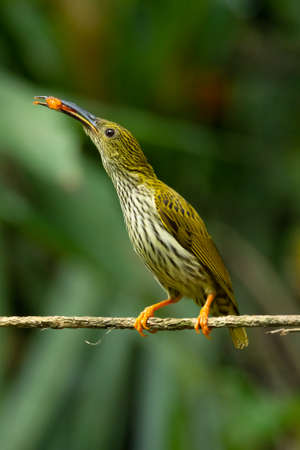 Streaked Spiderhunter perching on a perch looking into a distanceの写真素材