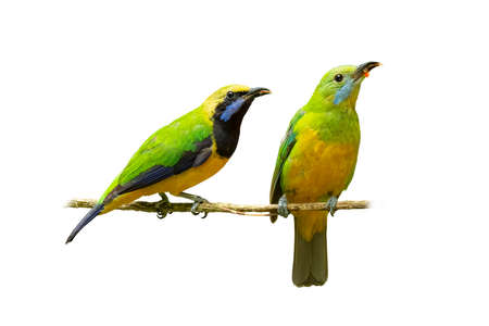 Orange-bellied Leafbird perching on a perch isolated on white backgroundの写真素材