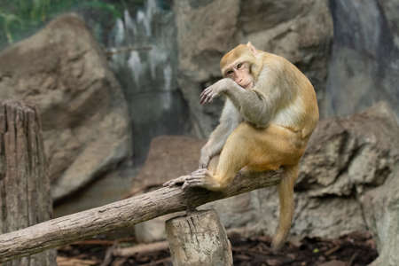 Rhesus monkey sitting on a tree log sadly looking into a distanceの写真素材